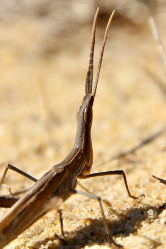 Réf. 291 303 : Acrida ungarica mediterranea